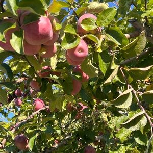 Meet your Posher, Izabella